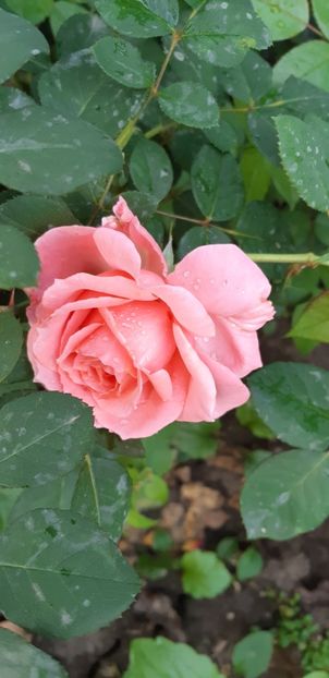  - Necunoscut posibil Albrecht Durer