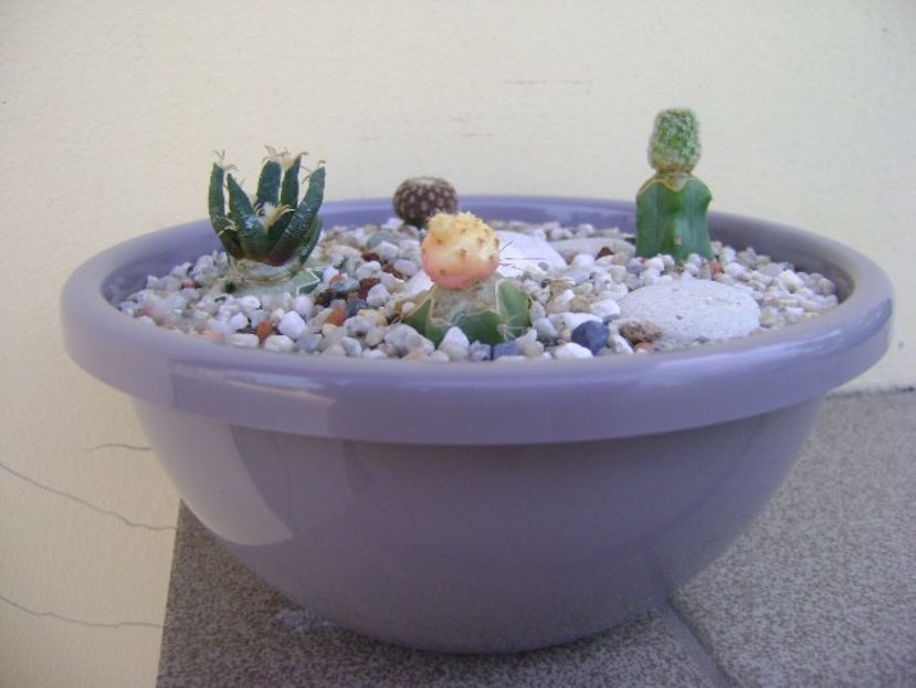 Grup de 4 cactusi altoiti - Cactusi 2018 continuare