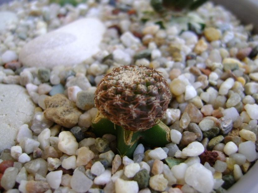 Eriosyce odieri (altoita) - Cactusi 2018 continuare