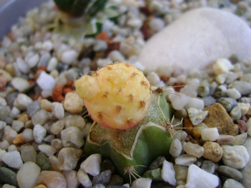 Sulcorebutia rauschii f. aurea (altoita) - Cactusi 2018 continuare