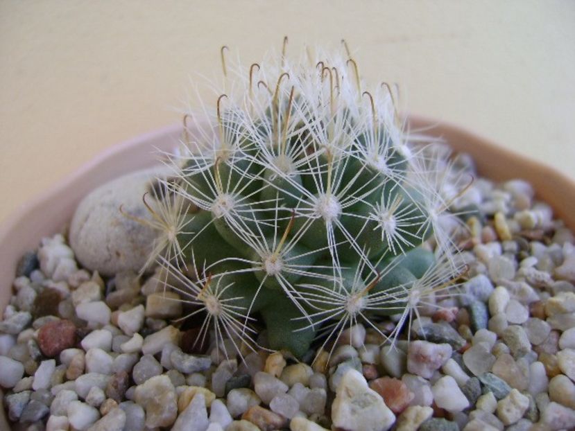 Mammillaria boolii - Cactusi 2018 continuare
