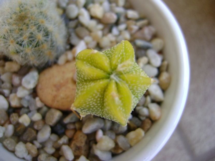Astrophytum hb. (clorofil-deficitar) - Cactusi 2018 continuare