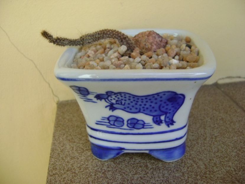 Austrocactus coxii - Cactusi 2018 continuare