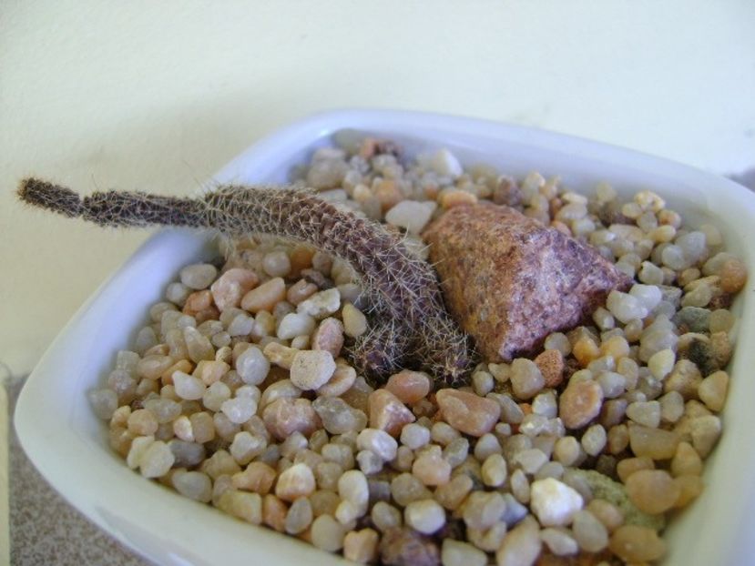 Austrocactus coxii - Cactusi 2018 continuare