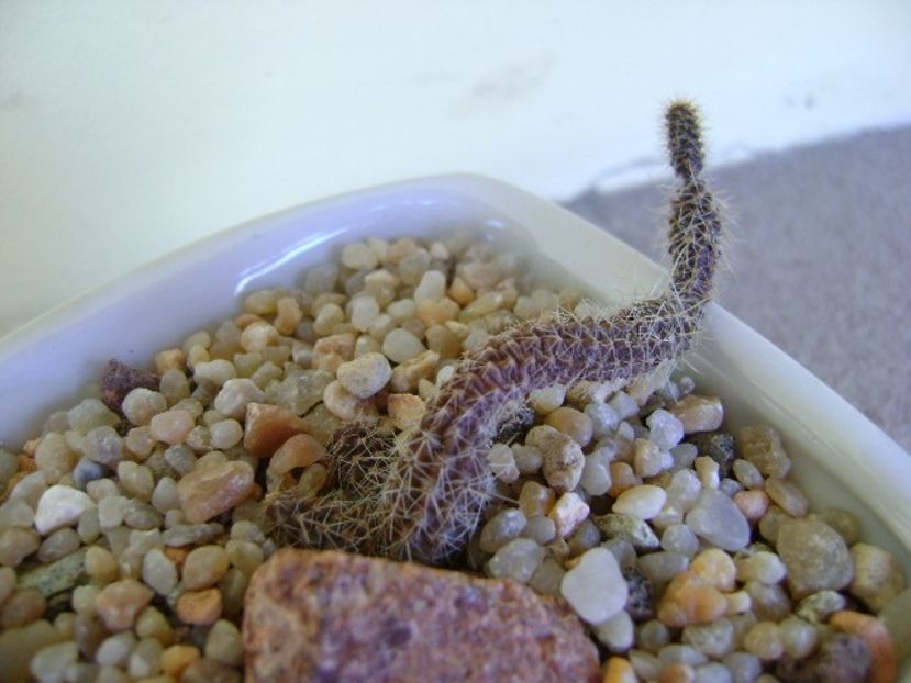 Austrocactus coxii - Cactusi 2018 continuare