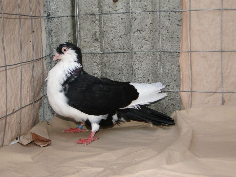 F 2018_06947 - porumbei care mi-au apartinut