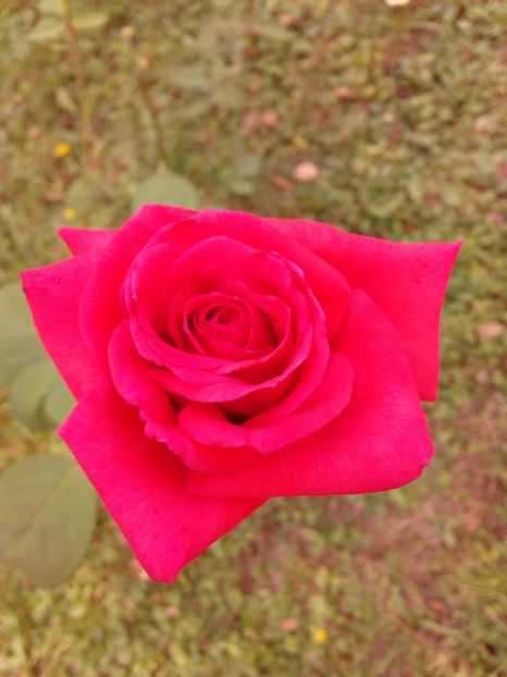  - TRANDAFIRI 2018-2019