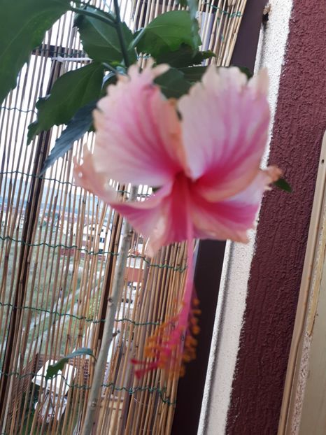  - 000 HIBISCUS 2017 2018