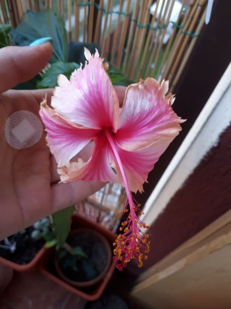  - 000 HIBISCUS 2017 2018