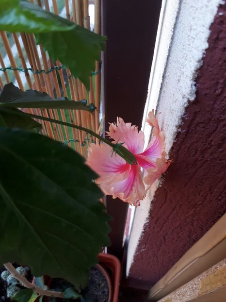  - 000 HIBISCUS 2017 2018