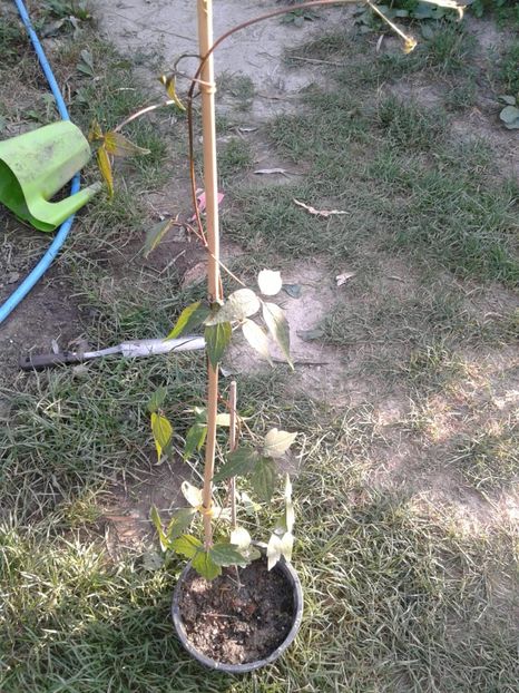 Solidarnosc epuizat - w Produse livrate
