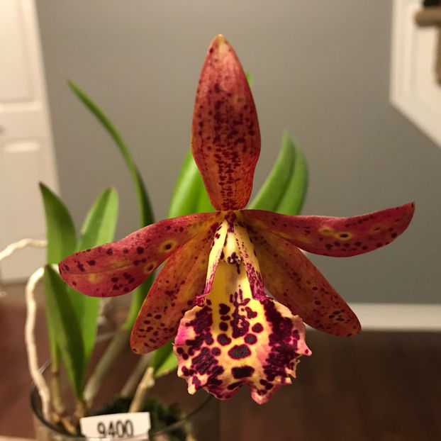  - 2018 Plante de interior