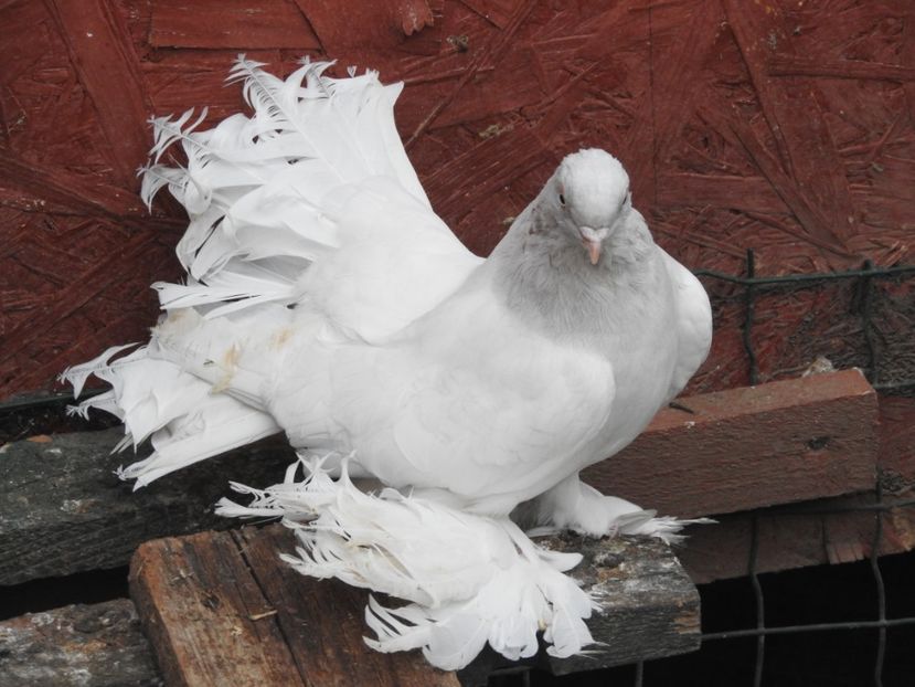  - 07 -- Rostow argintiu