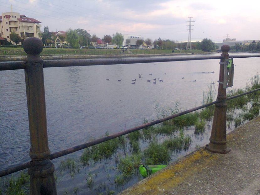 Fotografie4210 - 2018 FESTIVALUL BERII 8 sept