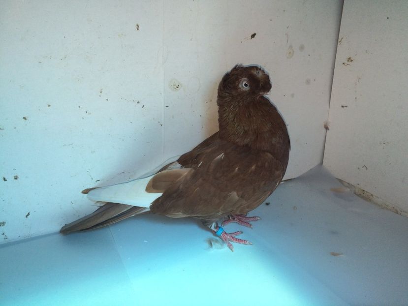 7064  femelă  2018_1 - pui 2018 BM