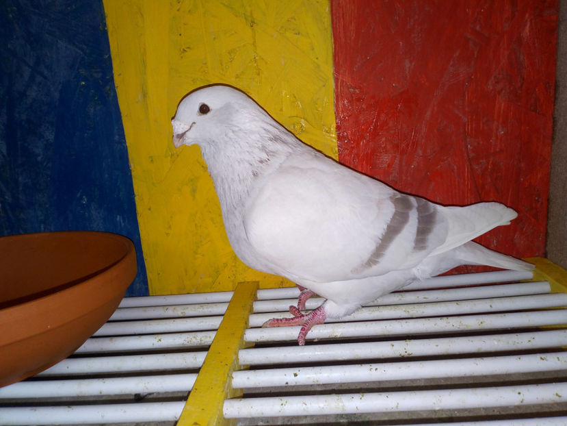  - 3MASCULI VRDF 2018