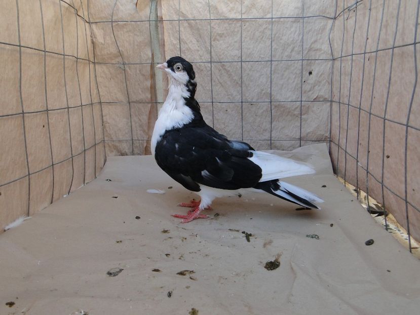F 2018_06968 - porumbei care mi-au apartinut