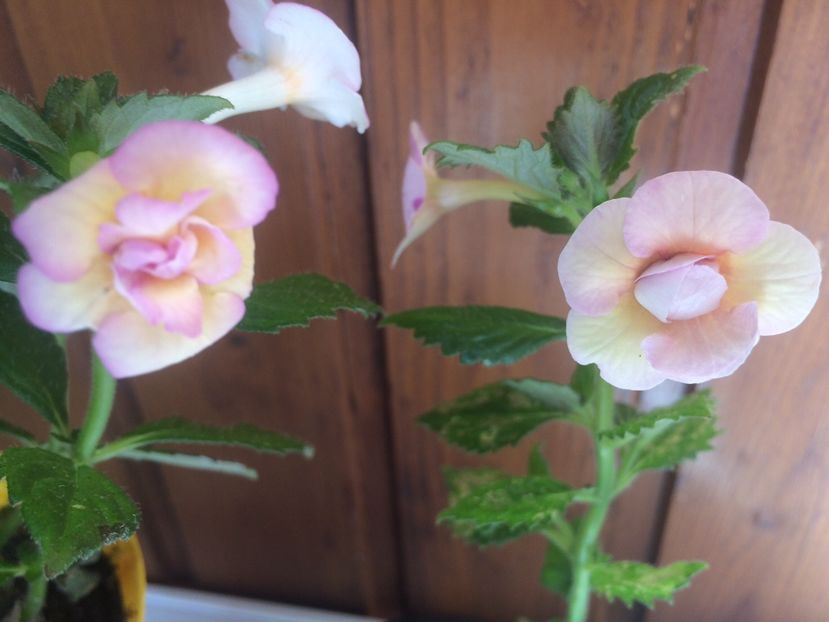 Alaska Dream& Ivory Queen - Comparații