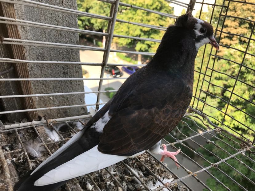 3BF0ADD3-275F-4B2A-87B2-7C4CCF724982 - Pui Zburator Beograd