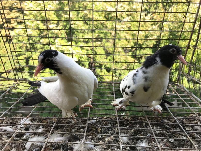 BB015A90-D7CE-492D-ADDF-1715D331D910 - Pui kelebek