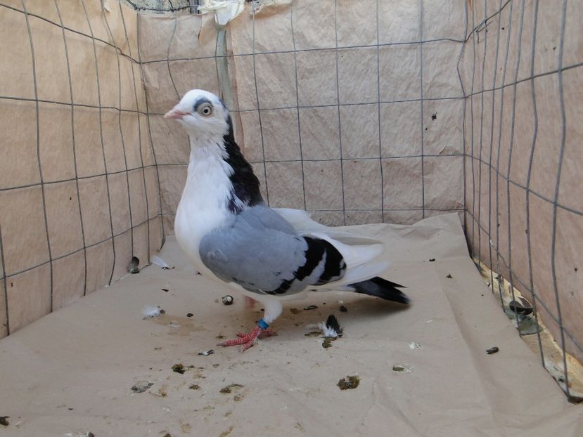 M 2018_06949 - porumbei care mi-au apartinut