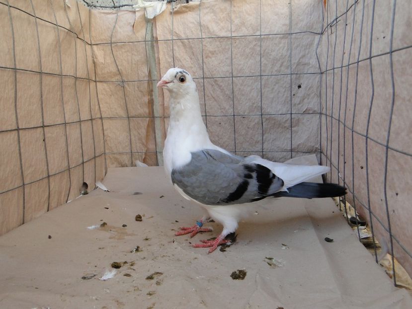F 2018_06957 - porumbei care mi-au apartinut