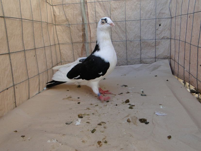 M 2018_4559 - porumbei care mi-au apartinut