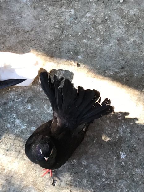 3132D2AC-6DA1-4324-8A3A-FC1746144C43 - Negri turci