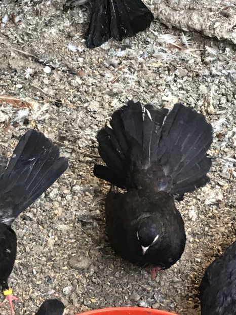 9311E4EC-76E0-4E3C-B909-26F5DA2FDE4B - Negri turci