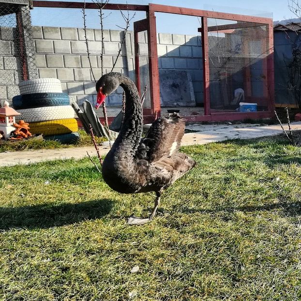 Mascul inelat 2017 și operat - De Vânzare