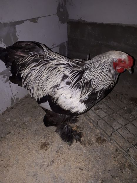  - Brahma potarnichiu albastru silver Orange bobat si HI