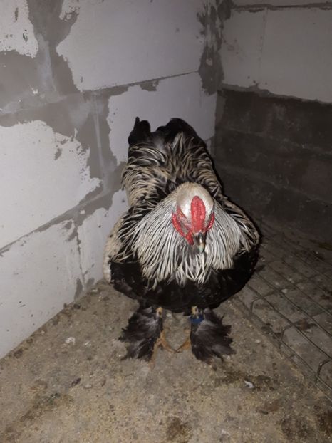  - Brahma potarnichiu albastru silver Orange bobat si HI