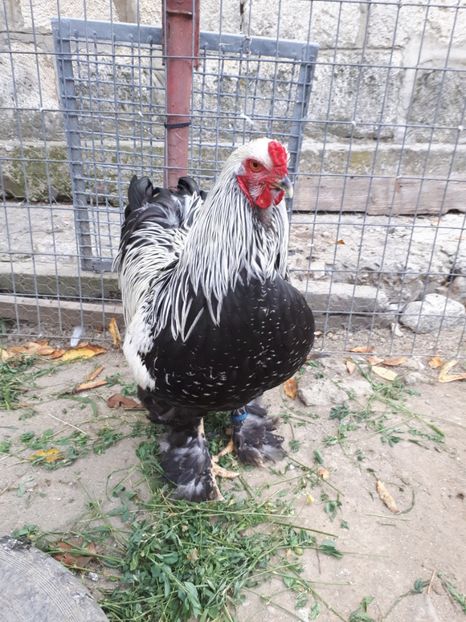 Brahma HI - Brahma potarnichiu albastru silver Orange bobat si HI