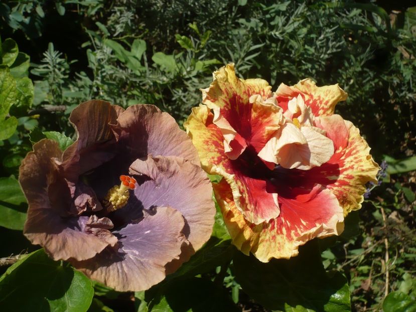 P1400059 - HIBISCUSI 2018-4