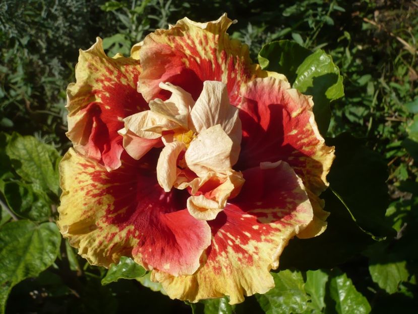 P1400064 - HIBISCUSI 2018-4