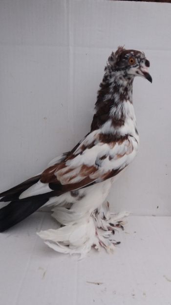 F 2018 - Por tapalagosi