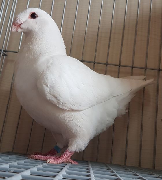  - Pui 2018