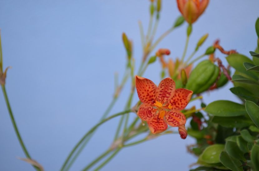  - dragostea  de natura