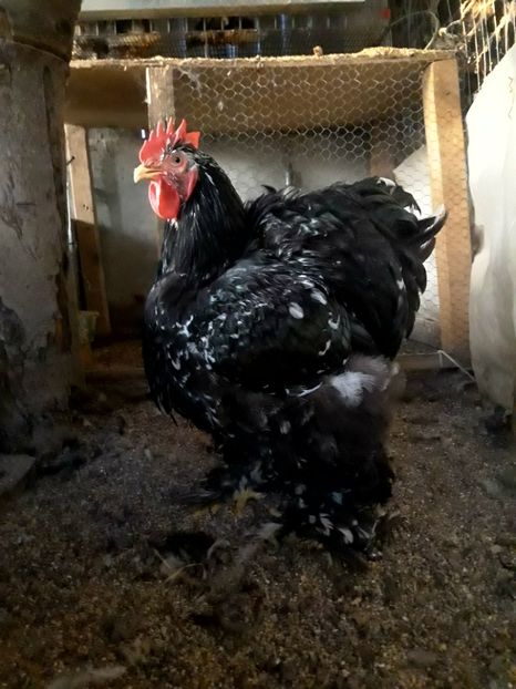  - Pui - tineret 2018