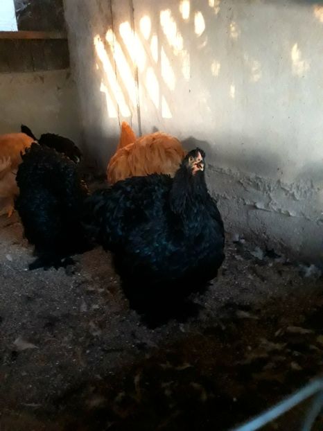  - Pui - tineret 2018