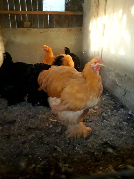  - Pui - tineret 2018