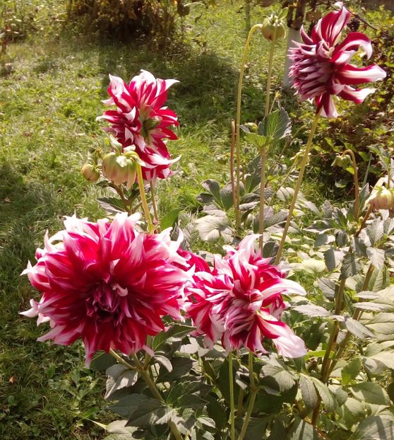  - AAAA_DALII 2015_2017_2018_2019_2020_2023