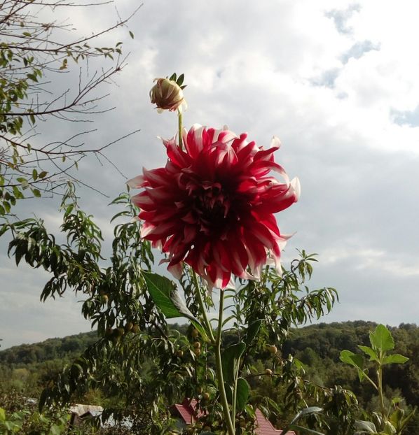  - AAAA_DALII 2015_2017_2018_2019_2020_2023