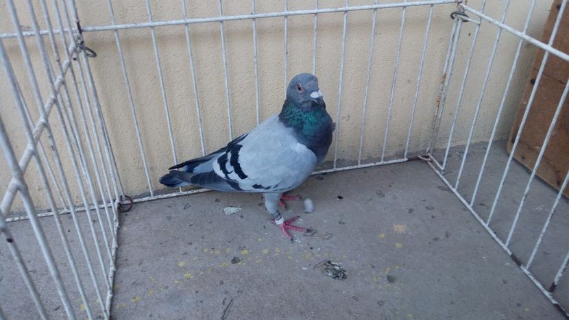 Hung 15 vandut - Voiajori straini-15