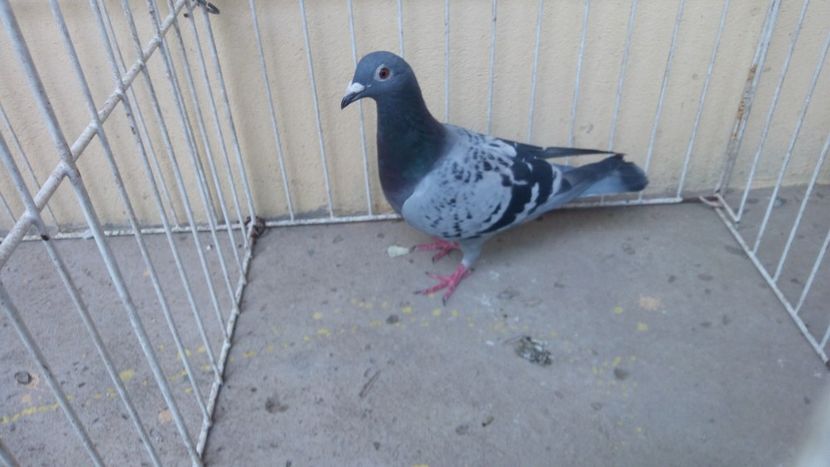 Belgia 12 vandut - Voiajori straini-15