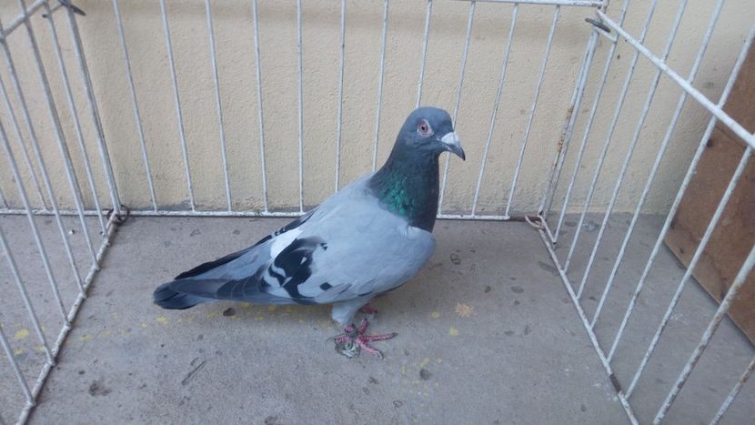 Hung 15 vandut - Voiajori straini-15