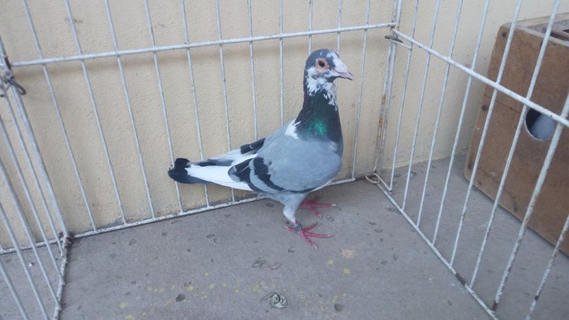 CRO 15 - Voiajori straini-15