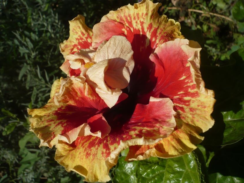 P1400054 - Tahitian Spotted Sun