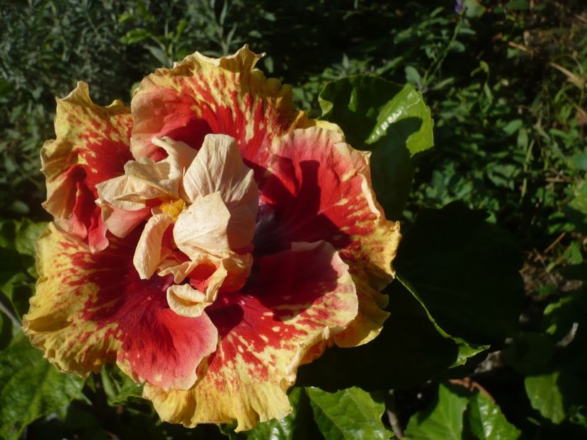 P1400063 - Tahitian Spotted Sun