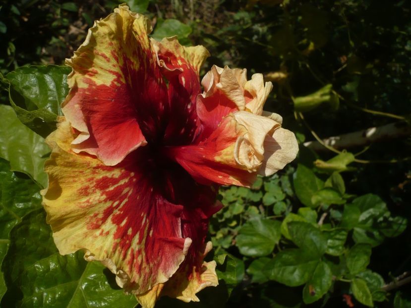 P1400066 - HIBISCUSI 2018-4